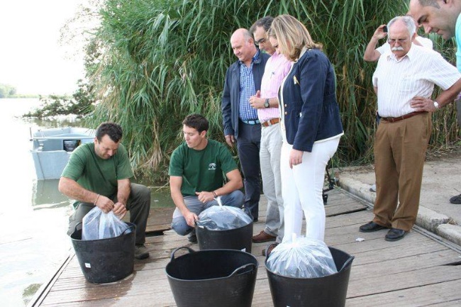 Suelta de anguila (1)