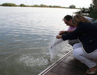 Suelta de anguila (2)