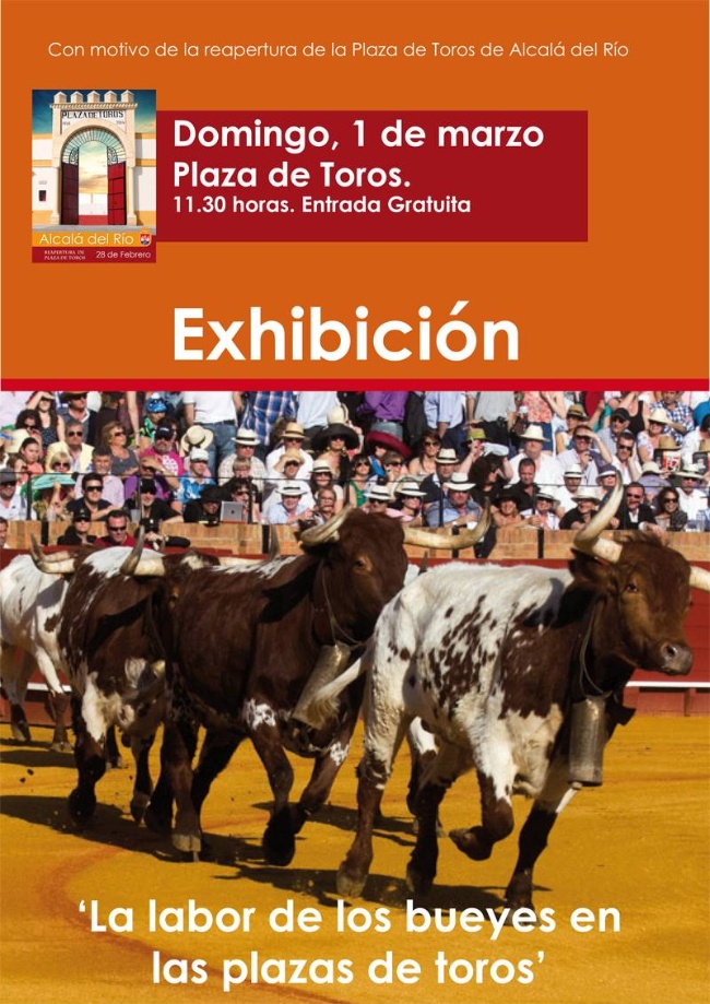 exhibición de bueyes